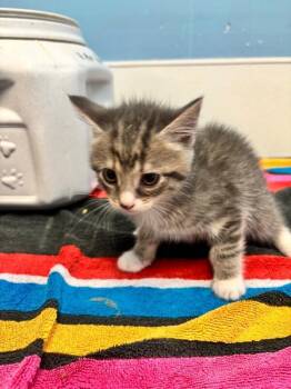 Domestic Medium Hair Cats Available for Adoption - Martha | PetCurious