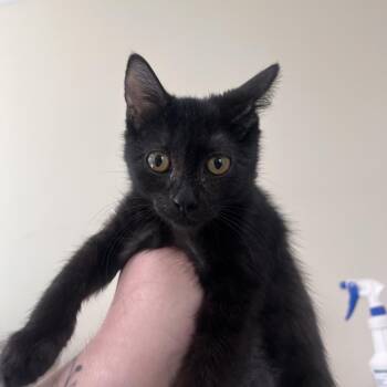 Starr -  Domestic Short Hair Cat for Adoption in Las Vegas, Nevada - Starr | PetCurious