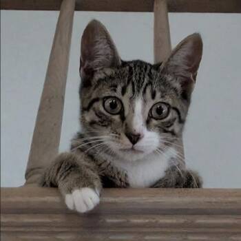 Lynx -  Domestic Short Hair Cat for Adoption in Monticello, Minnesota - Lynx | PetCurious