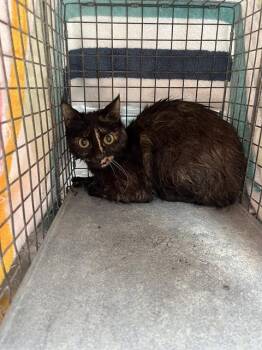 JAZZY -  Domestic Short Hair Cat for Adoption in Palmetto, Florida - JAZZY | PetCurious