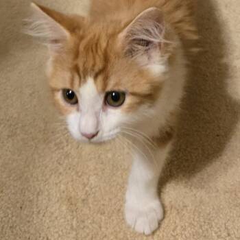 Bonnie -  Domestic Long Hair Cat for Adoption in Roswell, Georgia - Bonnie | PetCurious