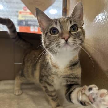 Domestic Short Hair Cats Available for Adoption - POET | PetCurious