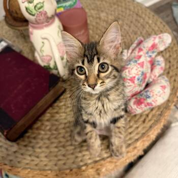 Buttercup -  Domestic Long Hair Cat for Adoption in Holly Springs, Georgia - Buttercup | PetCurious