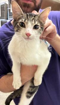 Octavius -  Domestic Short Hair Cat for Adoption in Bossier City, Louisiana - Octavius | PetCurious