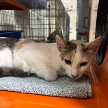 Rescue Domestic Short Hair Cats for Adoption in Morgan Hill, California - Koi | PetCurious