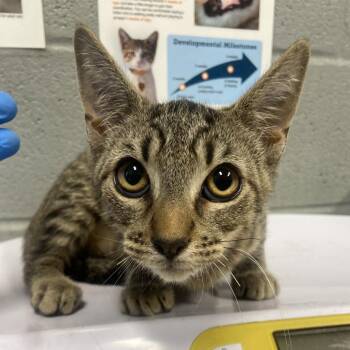 Stitch -  Domestic Short Hair Cat for Adoption in Allentown, Pennsylvania - Stitch | PetCurious