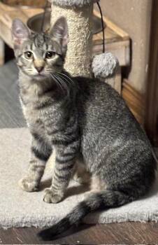 Domestic Short Hair and Tabby Cats Available for Adoption - Mr. Pogo | PetCurious
