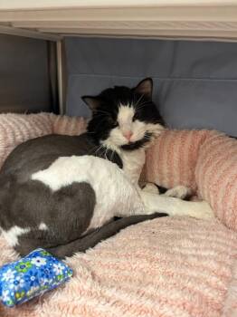Mayor John -  Domestic Medium Hair Cat for Adoption in Minot, North Dakota - Mayor John | PetCurious
