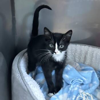 Dean Koontz -  Domestic Short Hair Cat for Adoption in Newberg, Oregon - Dean Koontz | PetCurious