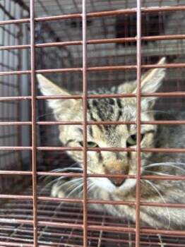 Domestic Short Hair Cats Available for Adoption in Houston, Texas - A655098 | PetCurious