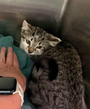 Avery -  Tabby Cat for Adoption in La Porte, Indiana - Avery | PetCurious