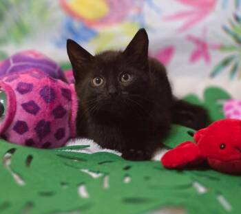 Rescue Domestic Short Hair Cats for Adoption in Effingham, Illinois - Maui | PetCurious