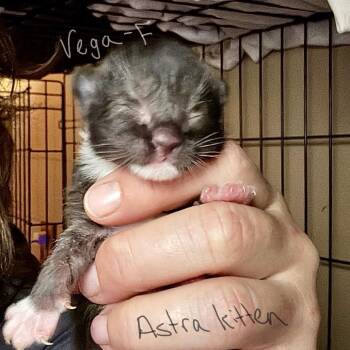 Vega -  Domestic Short Hair Cat for Adoption in Falls Church, Virginia - Vega | PetCurious