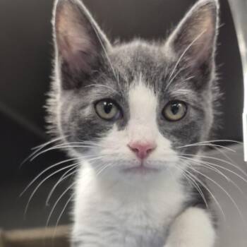 Madeira -  Domestic Short Hair Cat for Adoption in Philadelphia, Pennsylvania - Madeira | PetCurious