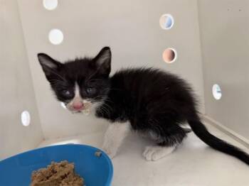 Domestic Short Hair Cats Available for Adoption in Ontario, California - OLAF | PetCurious