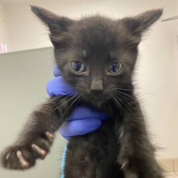 Creek -  Domestic Short Hair Cat for Adoption in Charleston, West Virginia - Creek | PetCurious