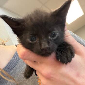 Domestic Short Hair Cats Available for Adoption in Marshall, Texas - Sprout | PetCurious