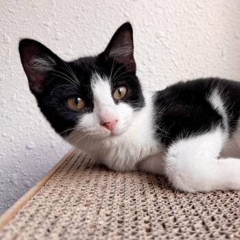 Chepita (FeLV positive) -  Domestic Short Hair Cat for Adoption in Houston, Texas - Chepita (FeLV Positive) | PetCurious