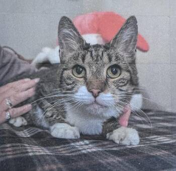 Noel Freeport -  Domestic Short Hair Cat for Adoption in Westbury, New York - Noel Freeport | PetCurious