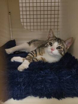 Matthew -  Domestic Short Hair Cat for Adoption in Catasauqua, Pennsylvania - Matthew | PetCurious