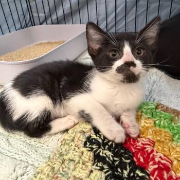 NaStashia -  Domestic Short Hair Cat for Adoption in Summerville, South Carolina - NaStashia | PetCurious
