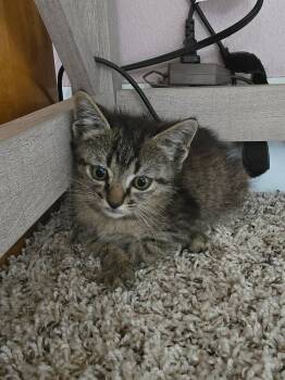 Toby -  American Shorthair Cat for Adoption in Panama City, Florida - Toby | PetCurious