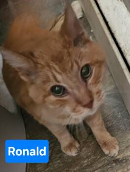 Rescue Domestic Short Hair Cats for Adoption in Greensburg, Pennsylvania - Ronald | PetCurious