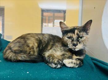 ALBERTA -  Domestic Short Hair Cat for Adoption in Santa Fe, New Mexico - ALBERTA | PetCurious