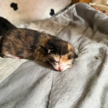 Speckle -  Domestic Short Hair Cat for Adoption in East Hanover, New Jersey - Speckle | PetCurious