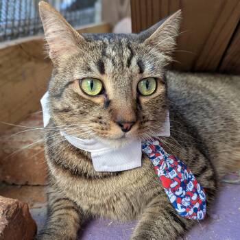 Munchkin (Expert Hugger) -  Domestic Short Hair Cat for Adoption in Tucker, Georgia - Munchkin (Expert Hugger) | PetCurious