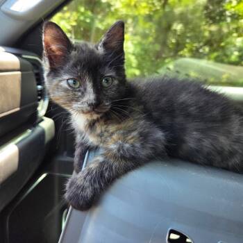Bikini -  Domestic Short Hair Cat Available for Adoption in Newport News, Virginia - Bikini | PetCurious