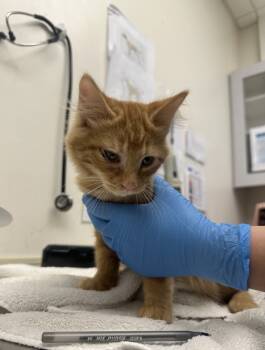 Rescue Domestic Short Hair Cats for Adoption in Santa Rosa, California - William | PetCurious