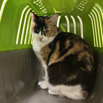 Stephanie -  Domestic Short Hair Cat for Adoption in Reno, Nevada - Stephanie | PetCurious