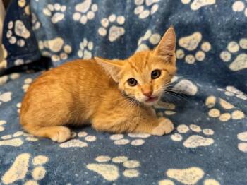 A553422 -  Domestic Short Hair Cat for Adoption in Moreno Valley, California - A553422 | PetCurious