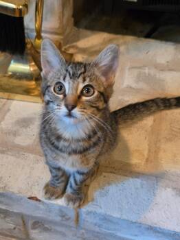 Willow -  Tabby Cat for Adoption in Woodinville, Washington - Willow | PetCurious