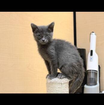 Bugg -  Domestic Short Hair Cat for Adoption in Albuquerque, New Mexico - Bugg | PetCurious