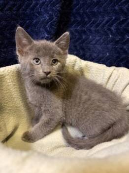 Rescue Domestic Short Hair Cats for Adoption in Burlington, Wisconsin - Gravy | PetCurious