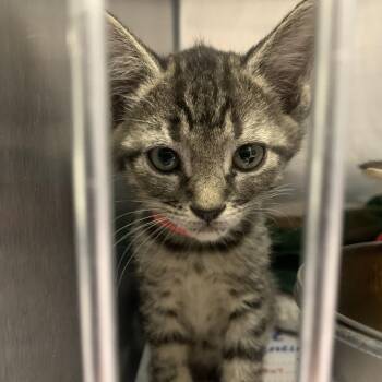 Rescue Domestic Short Hair Cats for Adoption in Blairsville, Georgia - Sloth | PetCurious