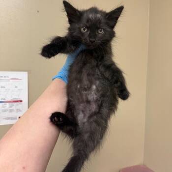 Aurora -  Domestic Medium Hair Cat for Adoption in Birmingham, Alabama - Aurora | PetCurious
