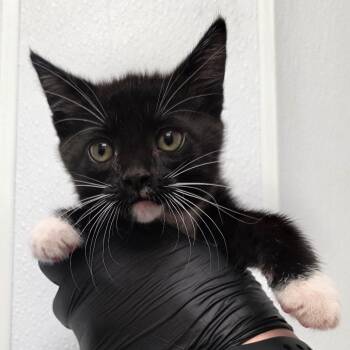 Gretchen -  Domestic Short Hair Cat Available for Adoption in Abilene, Texas - Gretchen | PetCurious