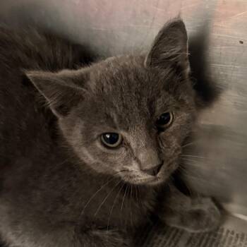 Melvin -  Domestic Short Hair Cat for Adoption in Jacksonville, Arkansas - Melvin | PetCurious