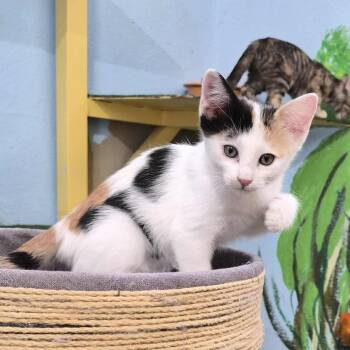 Rescue Domestic Short Hair Cats for Adoption in Las Cruces, New Mexico - Zena | PetCurious