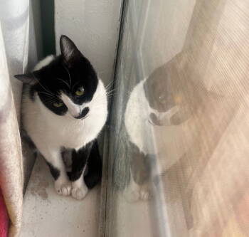 Rescue Domestic Short Hair and Tuxedo Cats for Adoption in Plano, Texas - Derry Meow | PetCurious