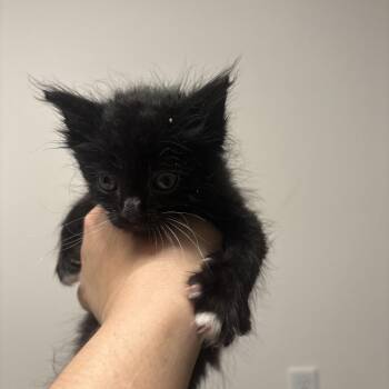 Bert -  Domestic Short Hair Cat Available for Adoption in Elfin Forest, California - Bert | PetCurious