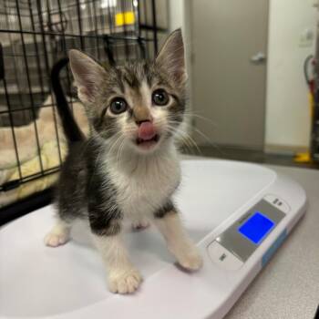 Rowdy -  Domestic Short Hair Cat for Adoption in Manhattan, Kansas - Rowdy | PetCurious