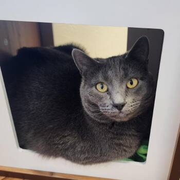 Lucy -  Domestic Short Hair Cat for Adoption in Cody, Wyoming - Lucy | PetCurious