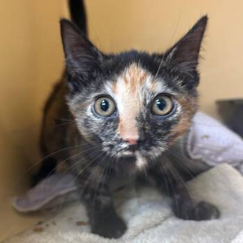 Pink Flamingo -  Domestic Short Hair Cat for Adoption in East Hanover, New Jersey - Pink Flamingo | PetCurious