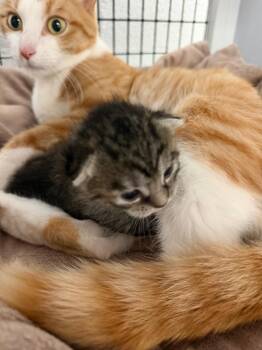 Sol -  Domestic Short Hair Cat for Adoption in Trenton, New Jersey - Sol | PetCurious