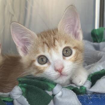 Domestic Short Hair Cats Available for Adoption in Cumming, Georgia - Tucker | PetCurious