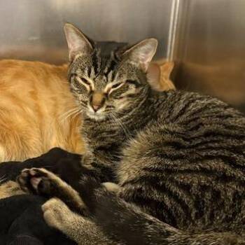 Domestic Short Hair Cats Available for Adoption - Coca Cola | PetCurious